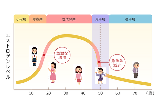 女性ホルモンの分泌量の変化